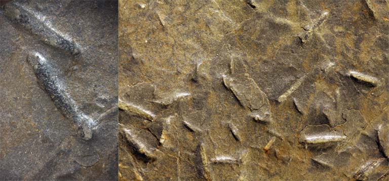 Colour image of brown rock with multiple small rod shapes