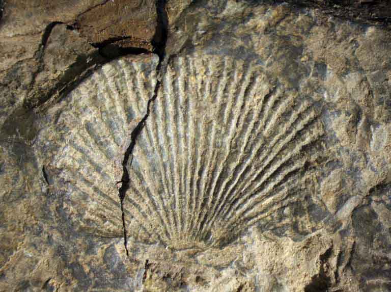 Colour image of brown with vertical, fan shaped lines