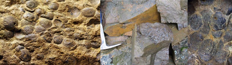 Double colour image of brown rock with circular bumps and field photograph of specimens