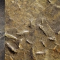 Colour image of brown rock with multiple small rod shapes