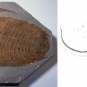 Double colour image of fossilized animal with hard shell stripes and drawing of animal in life 
