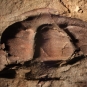 Colour image of brown rock with three fossilized bumps