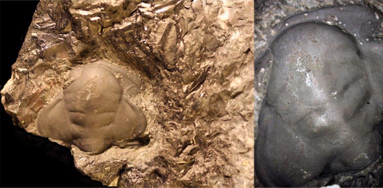 Double colour image of brown rock with three fossilized bumps and close-up