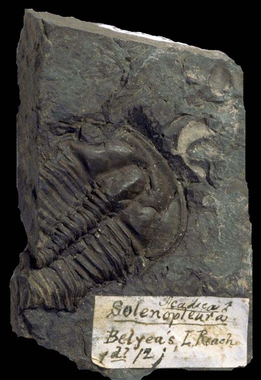 Image couleur d'animal fossilisé avec stries de coquille