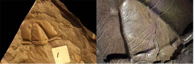 Double image couleur : roche brune avec trois bosses fossilisées et gros plan