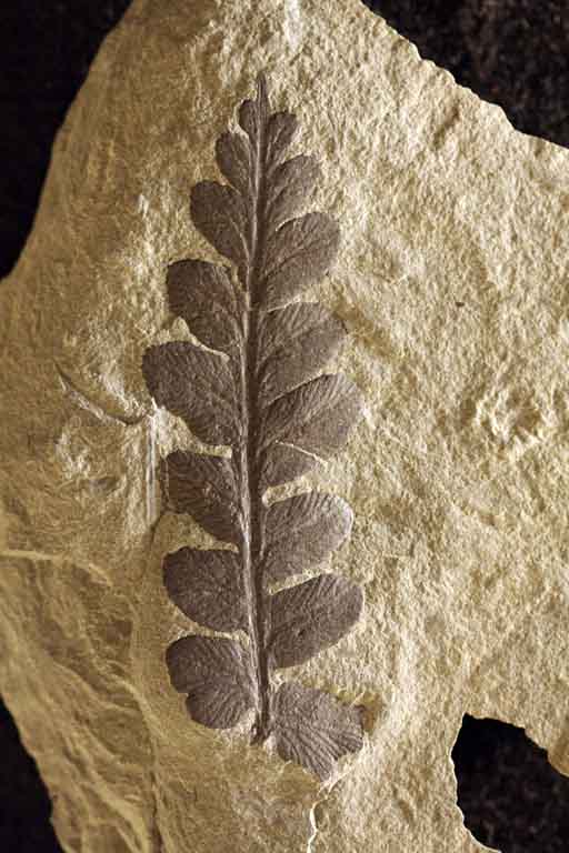Photographie couleur d’une roche grise avec le fossile noir d’une feuille de fougère