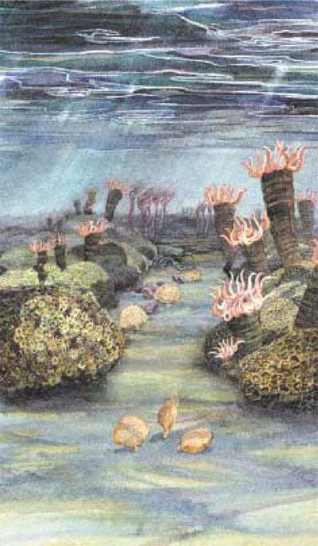 Colour image of blue ocean and plants on seafloor