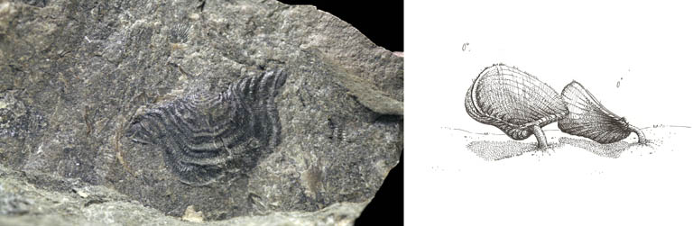 Double colour image of gray rock with darker gray leaf fossil and drawing of plant