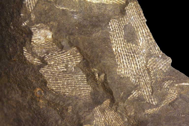 Colour image of brown rock with white, criss-crossed lines