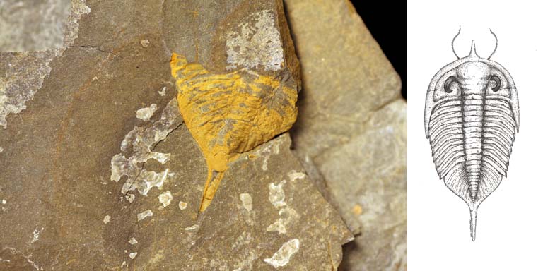 Double colour image of brown rock with yellow highlighted animal tail fossil