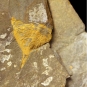 Double colour image of brown rock with yellow highlighted animal tail fossil