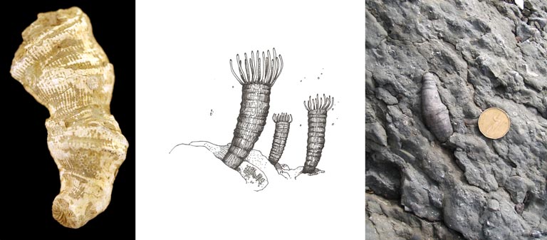 Triple colour image of brown fossilized coral, drawing of coral, and gray fossilized coral with dollar coin for scale