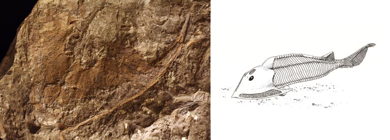 Double colour image of brown rock with fossilized fish head and drawing of fish