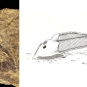 Double colour image of brown rock with fossilized fish head and drawing of fish