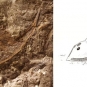 Double colour image of brown rock with fossilized fish head and drawing of fish