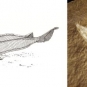 Triple colour image of brown rocks with fossilized fish heads and drawing of fish in center