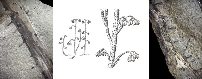 Triple colour image of gray rocks with thick, black striping with drawing of plants in center