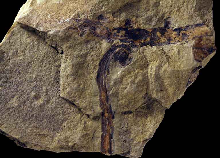 Colour image of brown rock with black vertical stripe with a curved top