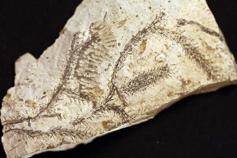 Colour image of white rock with brown fossilized fern-like plants