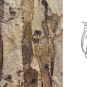 Double colour image of brown rock with vertical black stripes and drawing of plant