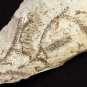 Colour image of white rock with brown fossilized fern-like plants