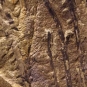 Colour image of brown rock with darker brown vertical stripes