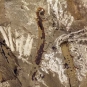 Colour image of brown rock with darker brown and lighter brown vertical stripes