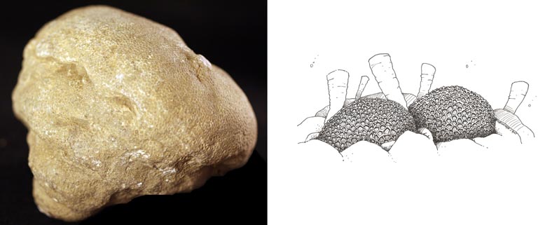 Double image couleur : corail fossilisé brun et dessin de corail