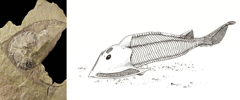 Double image couleur : roche brune avec tête de poisson fossilisée et dessin de poisson