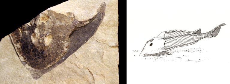 Double image couleur : roche brune avec yeux de poisson fossilisés et dessin de poisson