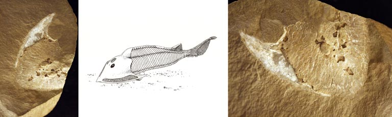 Triple image couleur : roches brunes avec têtes de poissons fossilisées et, au centre, dessin de poisson