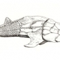 Triple image couleur : roches grises avec queues de poisson fossilisées et, au centre, dessin de poisson