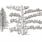 Triple image couleur : roches brunes avec fossiles de plante brun foncé ressemblant à un arbre et, au centre, dessin de plante
