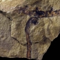 Image couleur de roche brune avec bande verticale noire et dessus incurvé