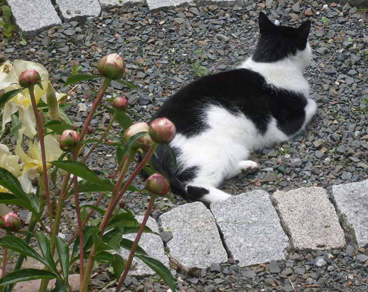 Image couleur d’un chemin de jardin avec des fleurs, d’un chat noir et blanc et de blocs de roche grise bordant le chemin