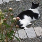 Image couleur d’un chemin de jardin avec des fleurs, d’un chat noir et blanc et de blocs de roche grise bordant le chemin