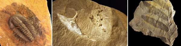 Triple colour image: trilobite, fish fossil and plant fossil Colour triple image of trilobite, fish and plant fossil