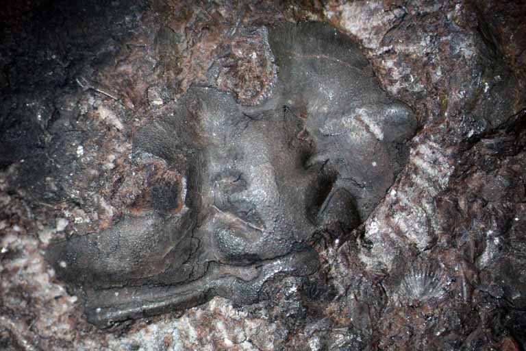 Colour image of brown rock with three fossilized bumps
