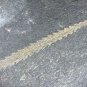 Image couleur de roche gris foncé avec fossile vert, en forme de branche d’arbre et en diagonale