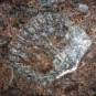 Image couleur de roche brune avec fossile en forme de coquillage