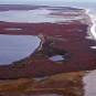 Colour photograph of a beach on the ocean with orange and red plants