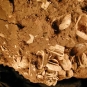 Colour photograph of red clay with white shells in it