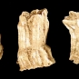 Colour photograph of rectangular white shells of barnacles