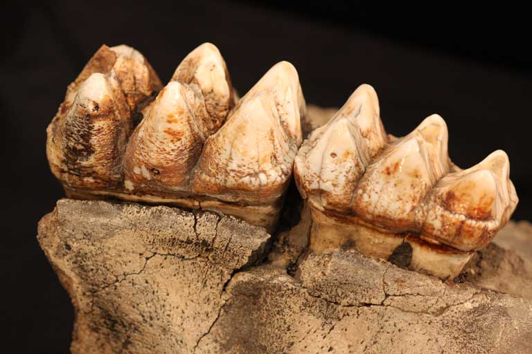 Colour photograph of a brown jawbone with two white teeth