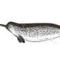 Black and white sketch of animal with long straight front tusk