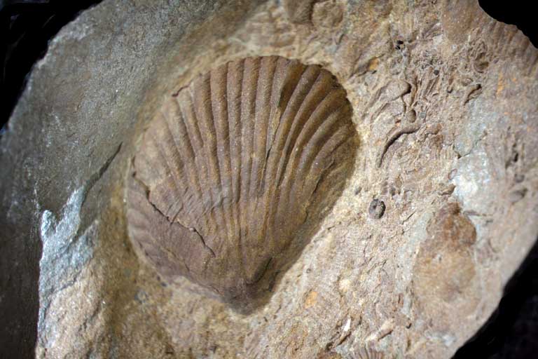 Colour image of rock with brown, gray and white fossilized shell