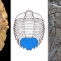 Colour triple image of brown rock with strips, drawing of animal with horizontal stripes in the center, and close up of brown striped rock