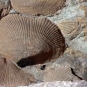 Colour image of rock with brown fossilized shell