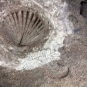 Colour image of rock with brown and white fossilized shell