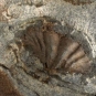 Colour image of rock with brown and gray fossilized shell